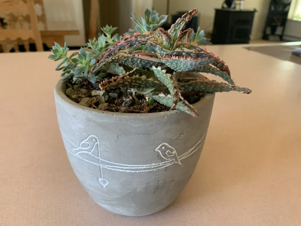 Reliable yard cleanup service for beautiful yards in Santa Fe, NM by McCumber Fine Gardens