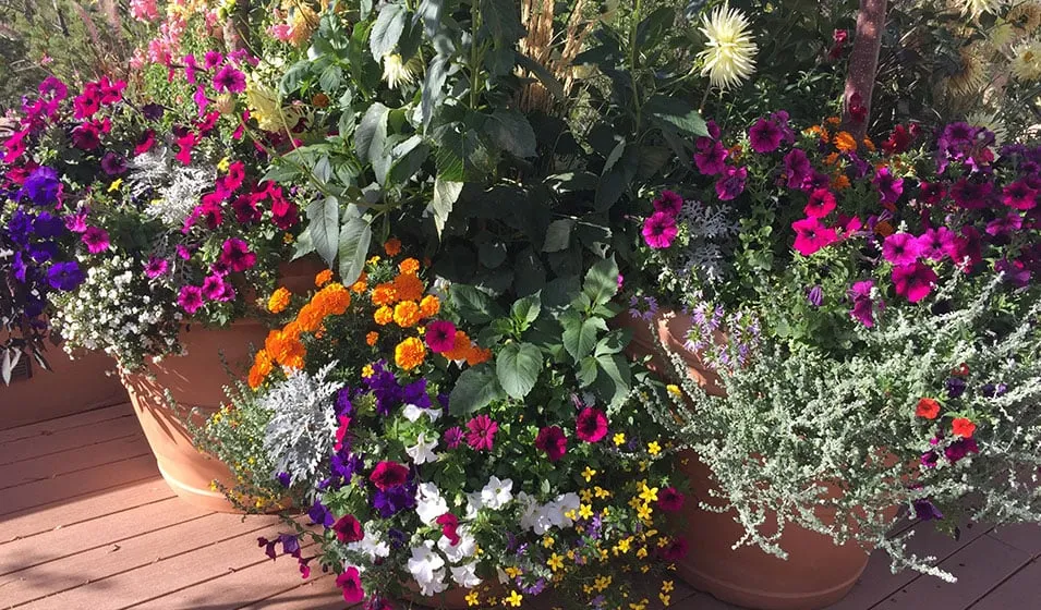 Trusted landscaping services in Santa Fe, NM by McCumber Fine Gardens