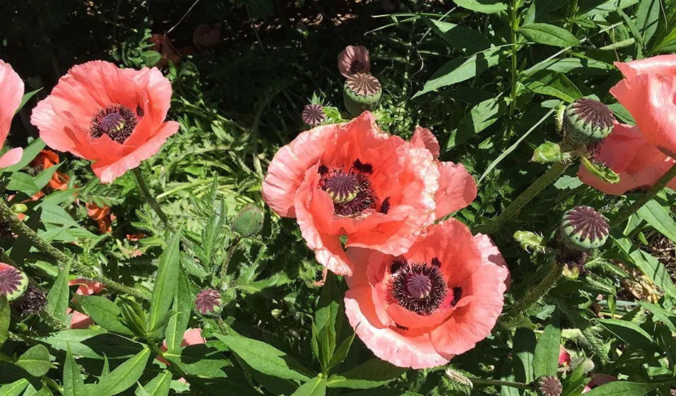 Expert lawn care service for homes in Santa Fe, NM by McCumber Fine Gardens