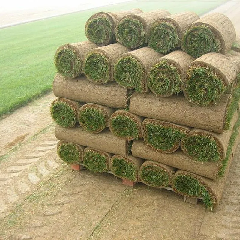 Affordable yard maintenance for residential properties in Dyer, TN by McCurdy Sod Farms
