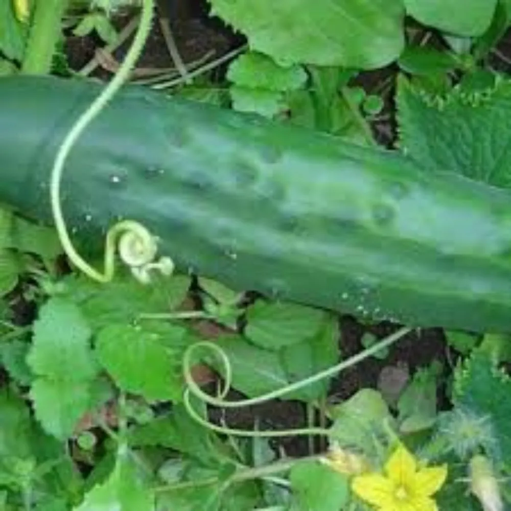 Top-rated yard maintenance experts serving Chino Valley, AZ - McDaniel Farms