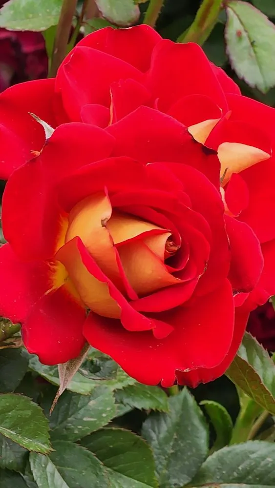 Expert landscape design for year-round maintenance across Chino Valley, AZ - McDaniel Farms