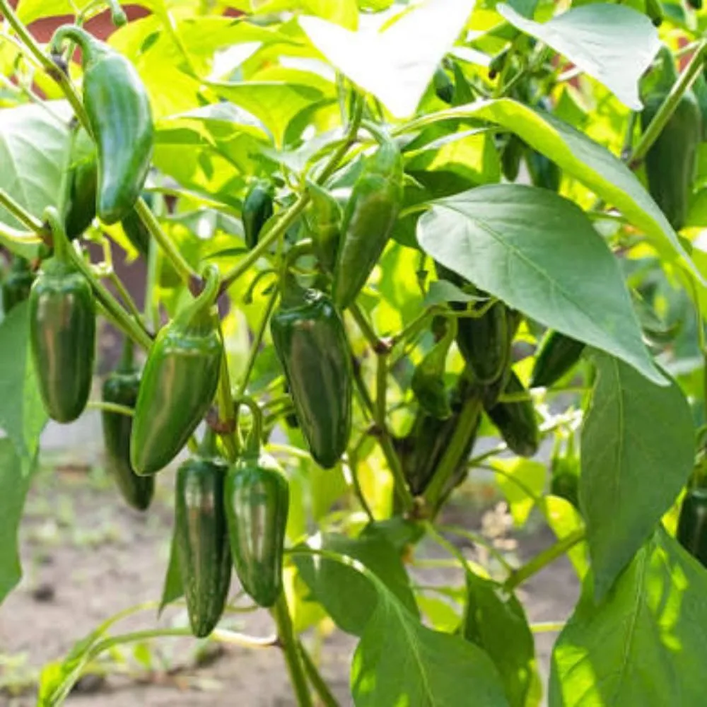 Custom lawn mowing service for year-round maintenance in Chino Valley, AZ by McDaniel Farms