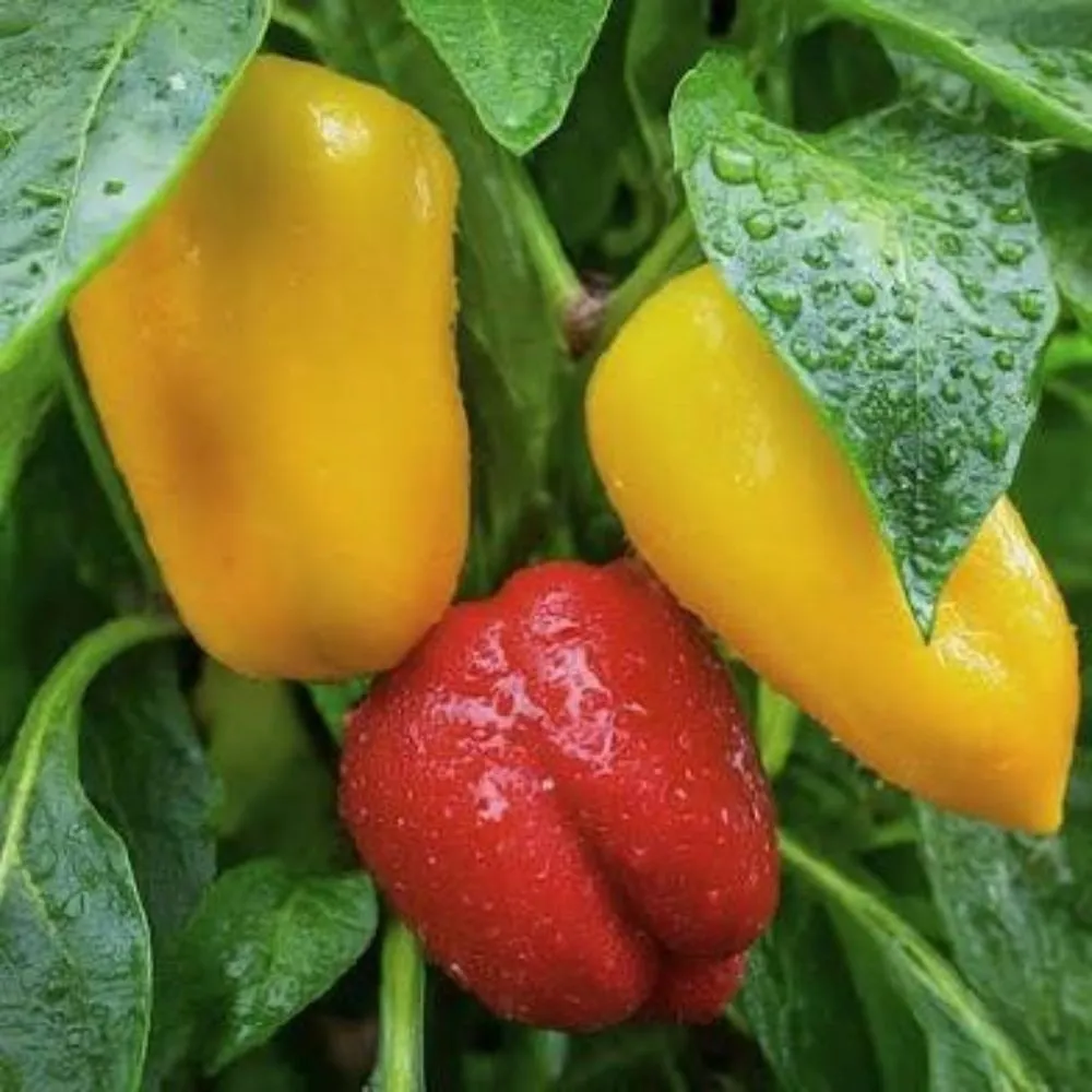 Local yard maintenance experts serving Chino Valley, AZ - McDaniel Farms