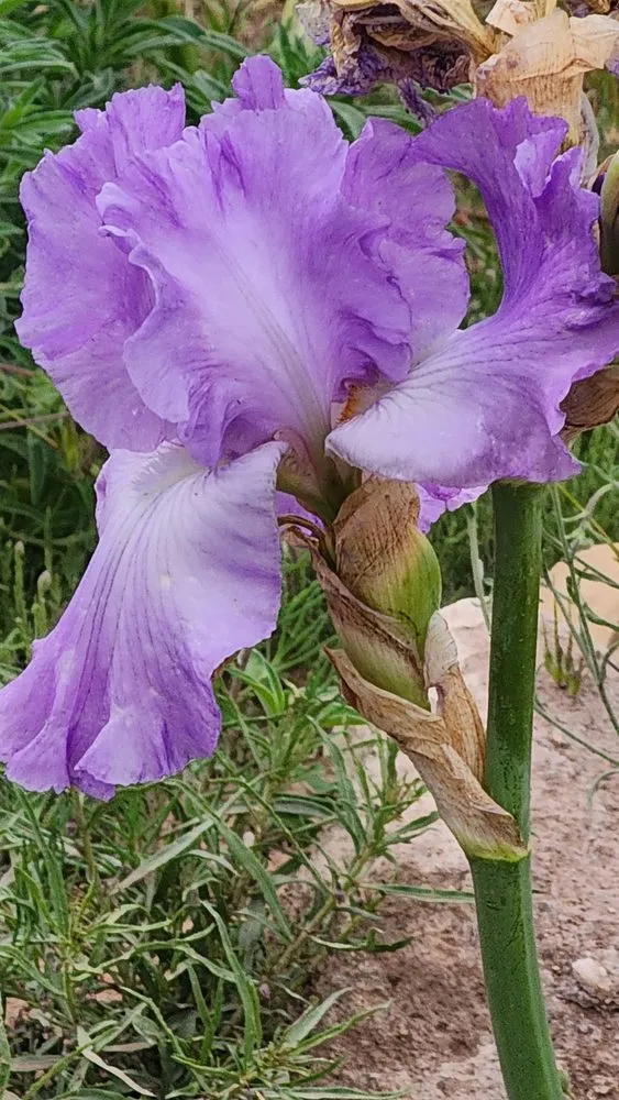 Affordable lawn care service in Chino Valley, AZ by McDaniel Farms