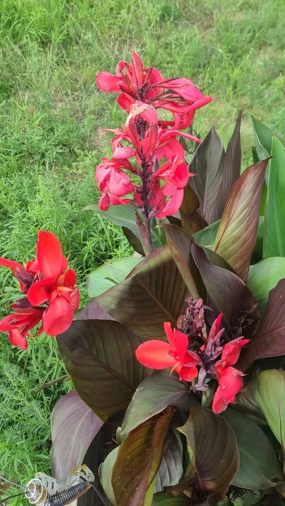 Professional landscape installation experts serving Chino Valley, AZ - McDaniel Farms