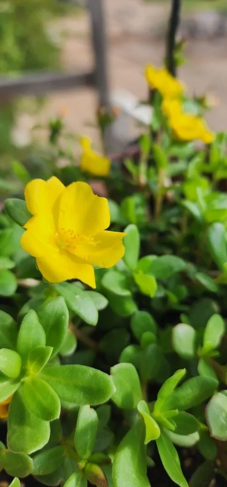 Affordable outdoor landscaping for homes in Chino Valley, AZ by McDaniel Farms