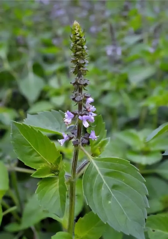 Affordable yard maintenance experts serving Chino Valley, AZ - McDaniel Farms