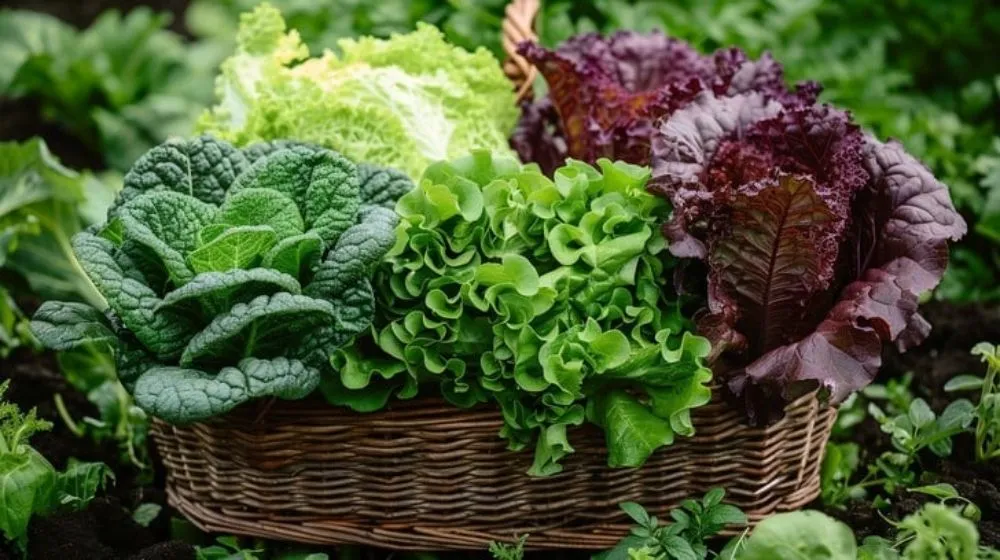 Local lawn care service near you across Chino Valley, AZ - McDaniel Farms