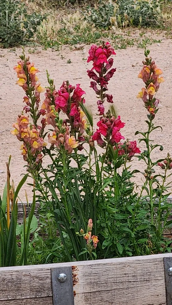 Reliable landscape design in Chino Valley, AZ - McDaniel Farms