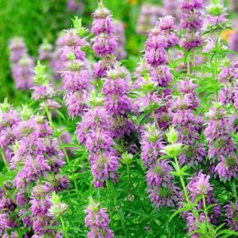 Expert garden landscaping in Chino Valley, AZ - McDaniel Farms