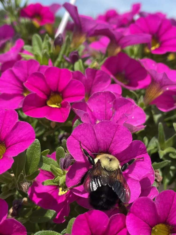 Custom lawn mowing service for residential properties across Poquoson, VA - McDonald Garden Center