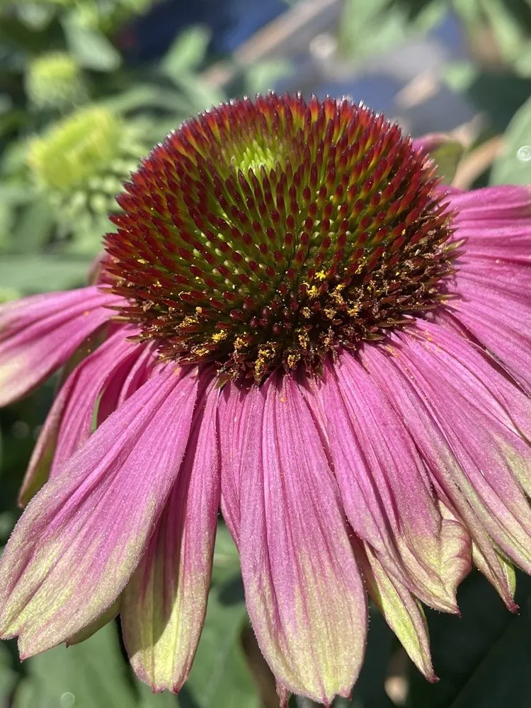 Professional landscaping services for outdoor upgrades across Poquoson, VA - McDonald Garden Center