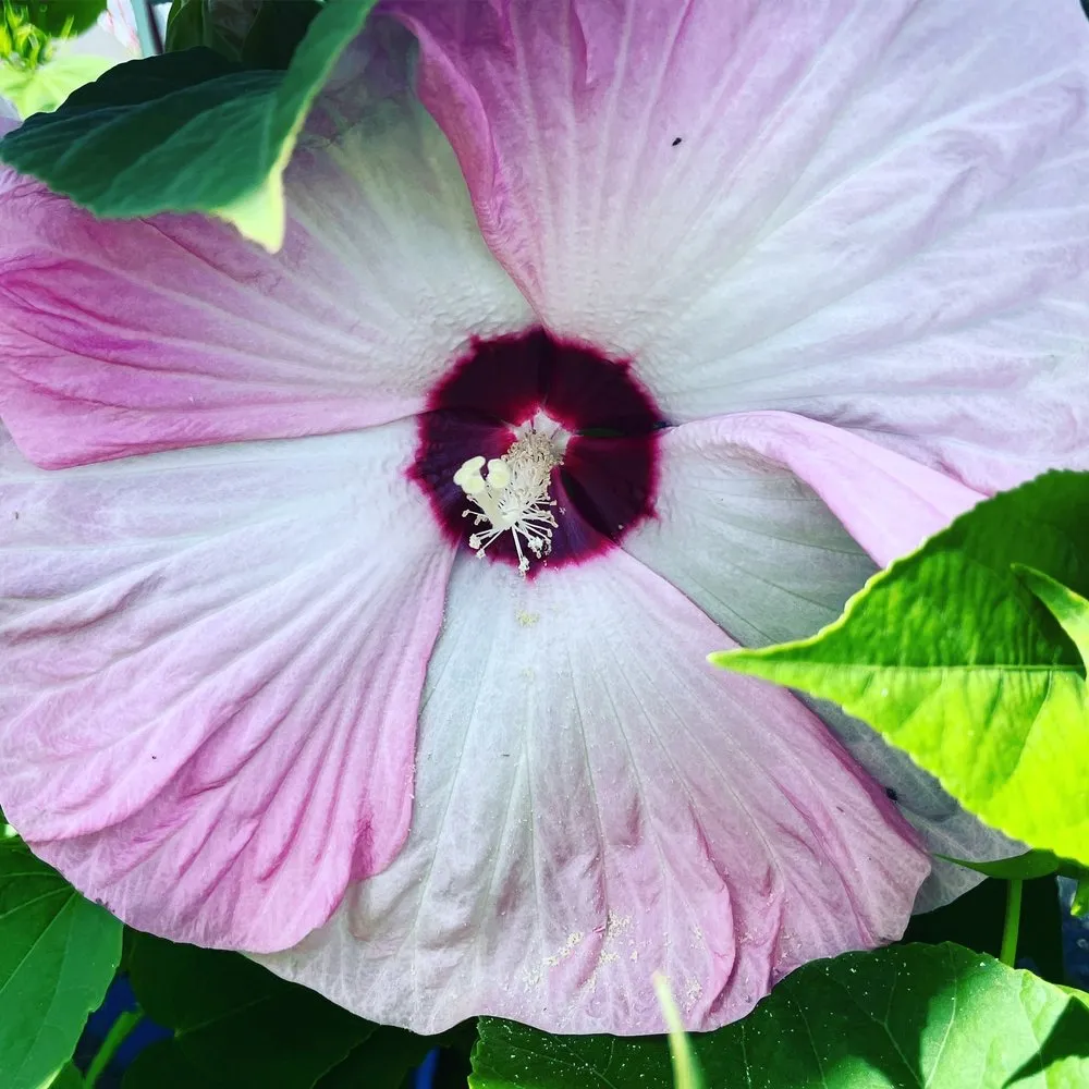 Professional landscape design for residential properties across Poquoson, VA - McDonald Garden Center