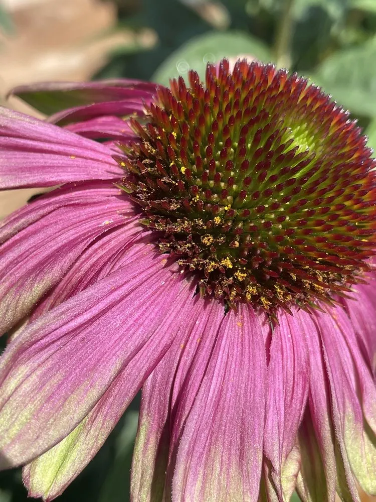 Local landscape design for outdoor upgrades across Poquoson, VA - McDonald Garden Center