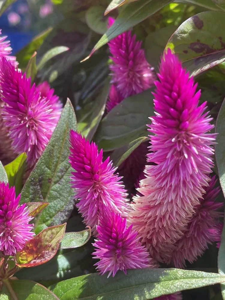 Local garden landscaping for beautiful yards in Poquoson, VA by McDonald Garden Center