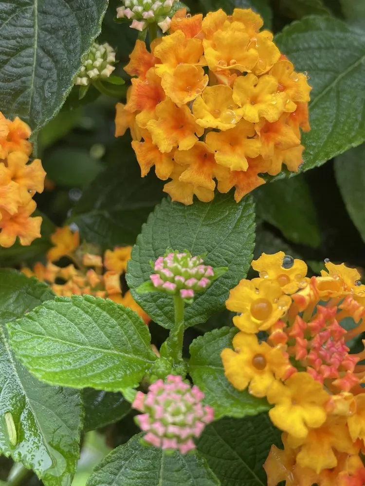 Reliable yard cleanup service experts serving Poquoson, VA - McDonald Garden Center