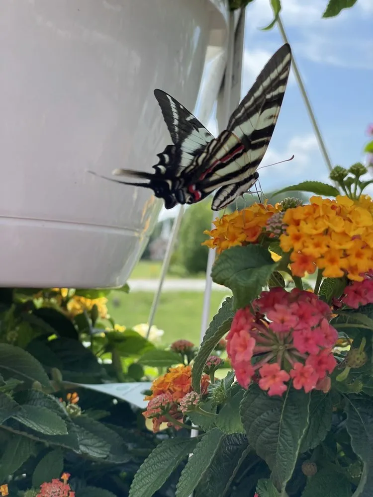 Affordable landscape installation for homes across Poquoson, VA - McDonald Garden Center