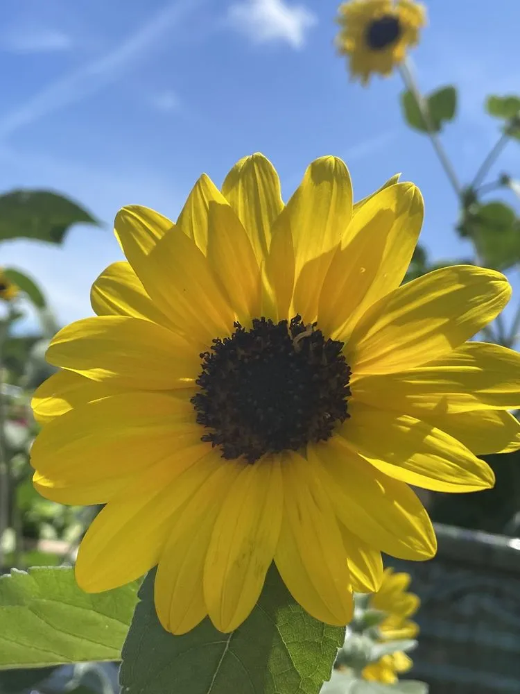 Affordable yard maintenance in Poquoson, VA by McDonald Garden Center