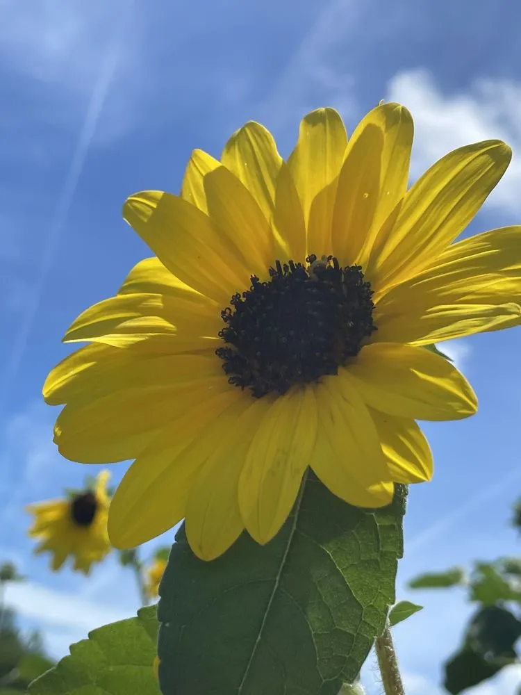 Trusted lawn care service experts serving Poquoson, VA - McDonald Garden Center