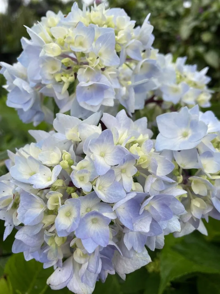 Custom lawn mowing service for year-round maintenance in Poquoson, VA by McDonald Garden Center