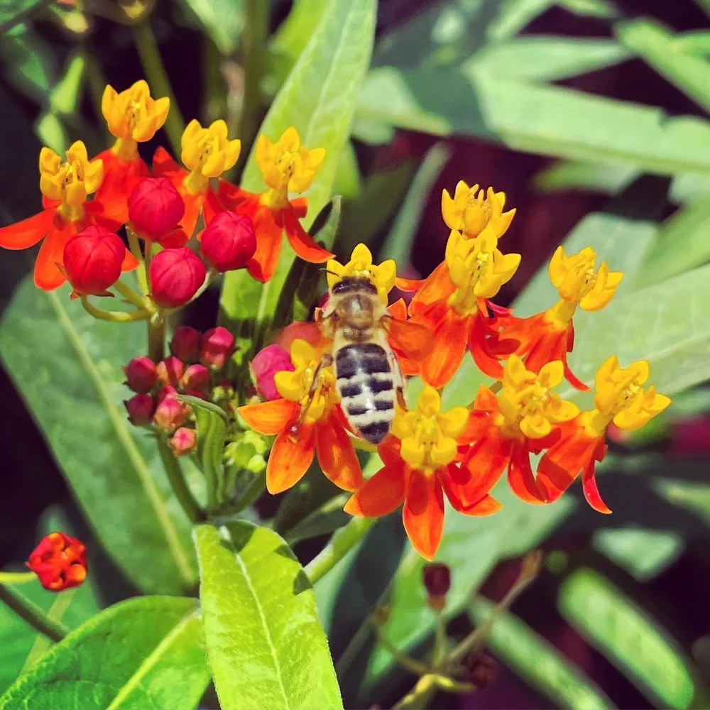 Expert lawn care service with custom design in Poquoson, VA by McDonald Garden Center