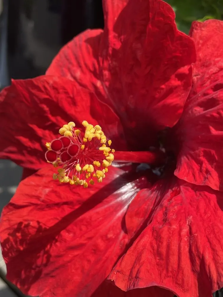 Top-rated garden landscaping experts serving Poquoson, VA - McDonald Garden Center