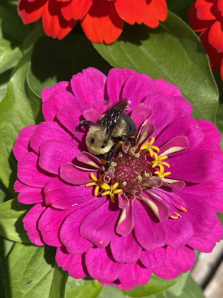 Professional yard maintenance for outdoor upgrades in Poquoson, VA by McDonald Garden Center