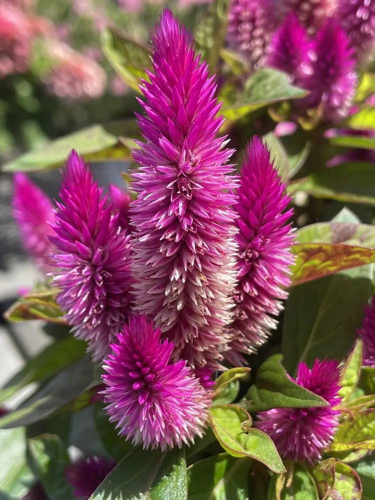 Trusted landscape installation in Poquoson, VA by McDonald Garden Center