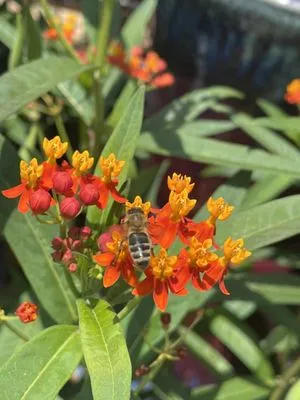 McDonald Garden Center