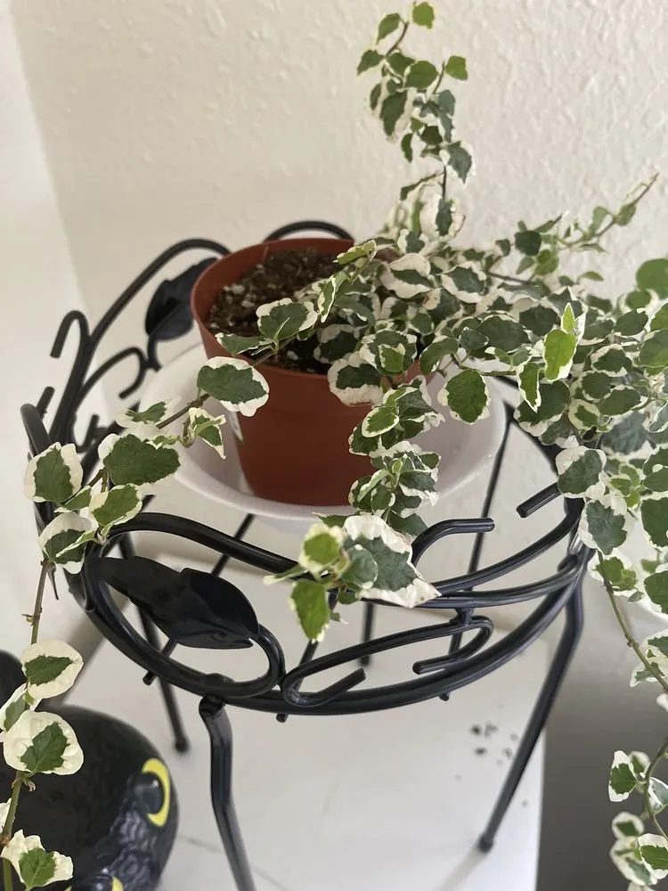 Affordable lawn care service for residential properties across Virginia Beach, VA - McDonald Garden Center