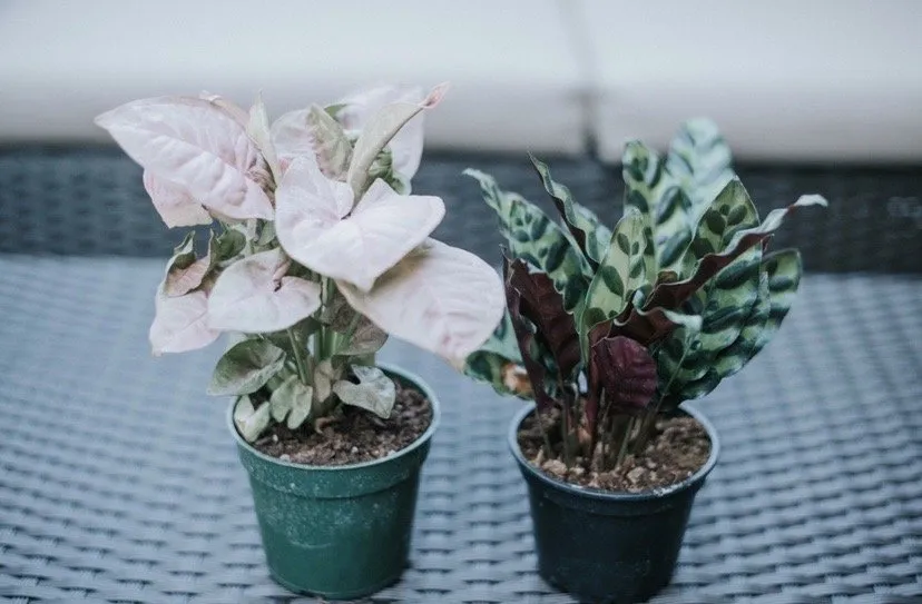 Reliable yard maintenance in Virginia Beach, VA by McDonald Garden Center