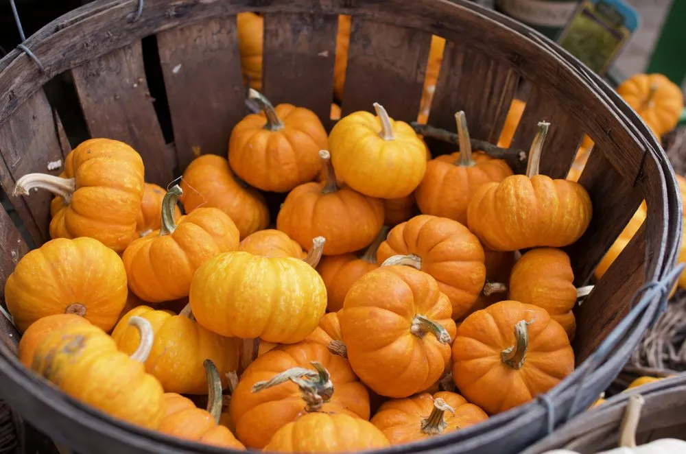 Professional landscape design in Virginia Beach, VA by McDonald Garden Center