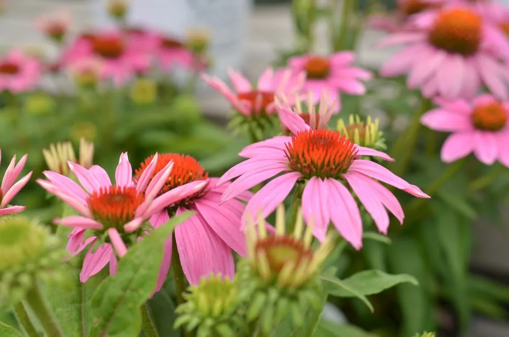 Trusted residential landscaping experts serving Virginia Beach, VA - McDonald Garden Center