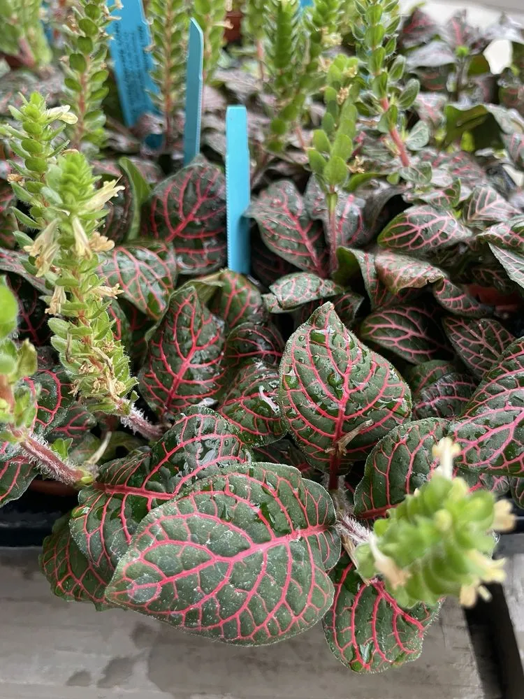 Custom lawn mowing service for year-round maintenance across Virginia Beach, VA - McDonald Garden Center