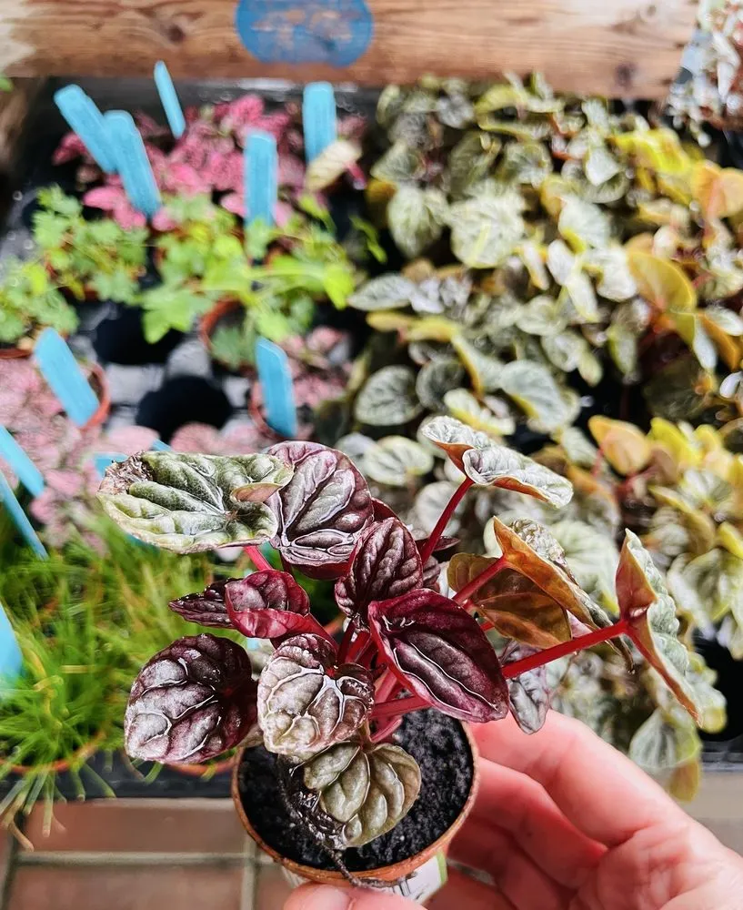 Custom yard cleanup service in Virginia Beach, VA by McDonald Garden Center