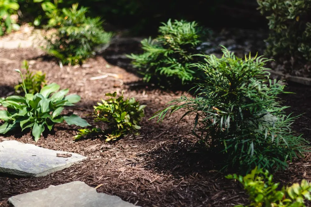 Professional yard cleanup service experts serving Virginia Beach, VA - McDonald Landscapes