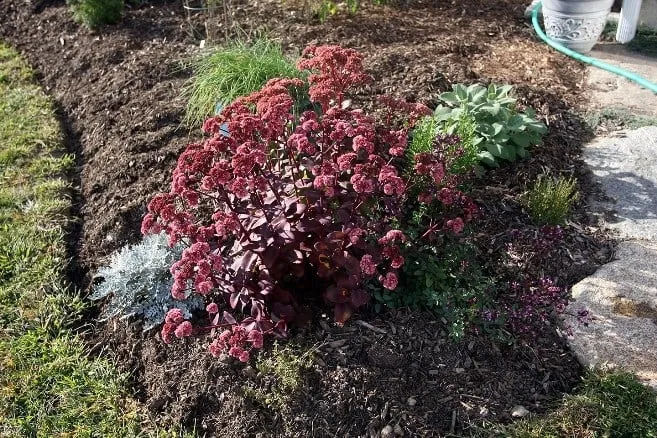 Top-rated yard cleanup service in Gray, GA - McDuffie's Lawncare