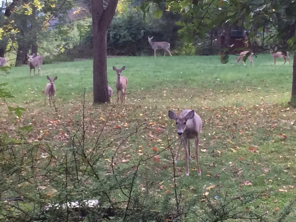 Custom landscape design experts serving Morristown, NJ - MCE Masonry & Landscaping