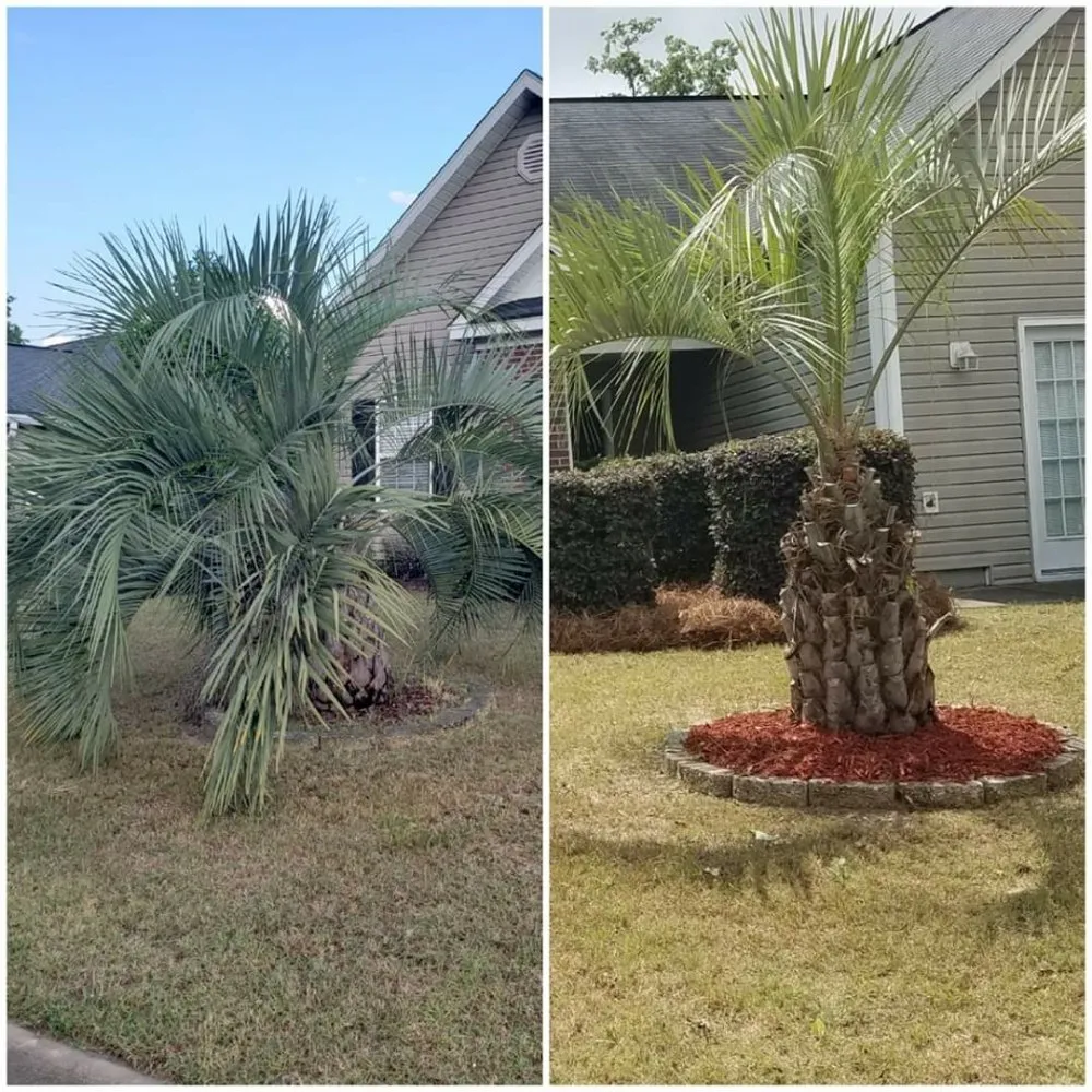 Top-rated yard cleanup service in Lexington, SC - McFadden Lawn Specialist