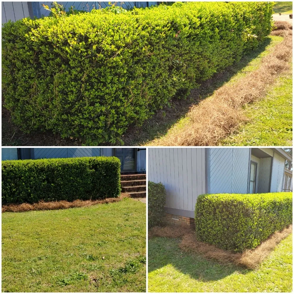 Affordable yard maintenance in Lexington, SC by McFadden Lawn Specialist