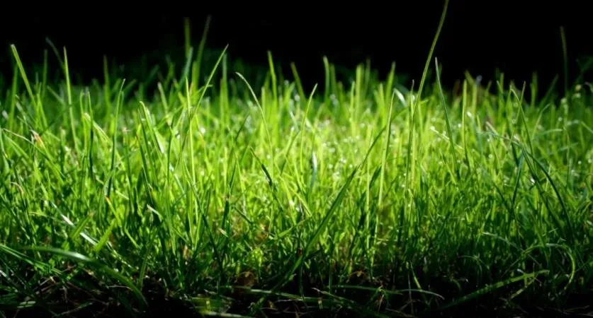 Affordable lawn care service in Lexington, SC by McFadden Lawn Specialist