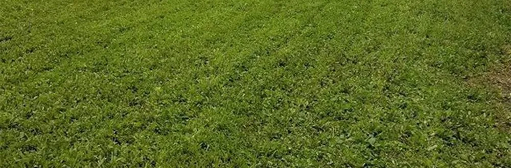 Top-rated landscaping services for outdoor upgrades across New Orleans, LA - Mcfaith Lawn Care