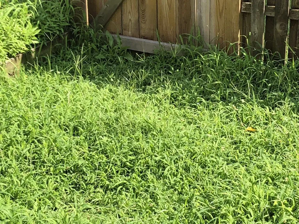 Custom lawn mowing service in Annandale, VA - McFall & Berry Landscape Management