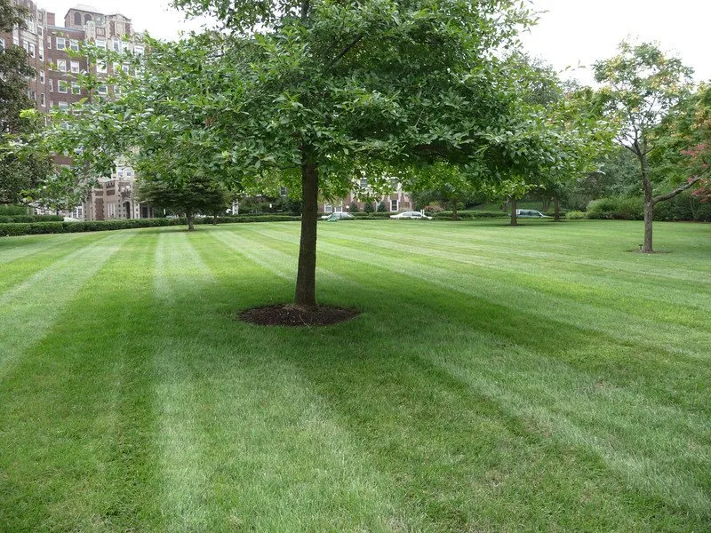 Top-rated landscaping services near you across Annandale, VA - McFall & Berry Landscape Management