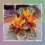 Professional lawn care service in Annandale, VA by McFall & Berry Landscape Management