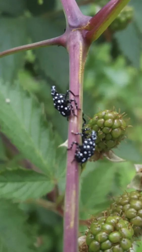 Top-rated yard cleanup service in Philadelphia, PA by McFarland Landscape Services