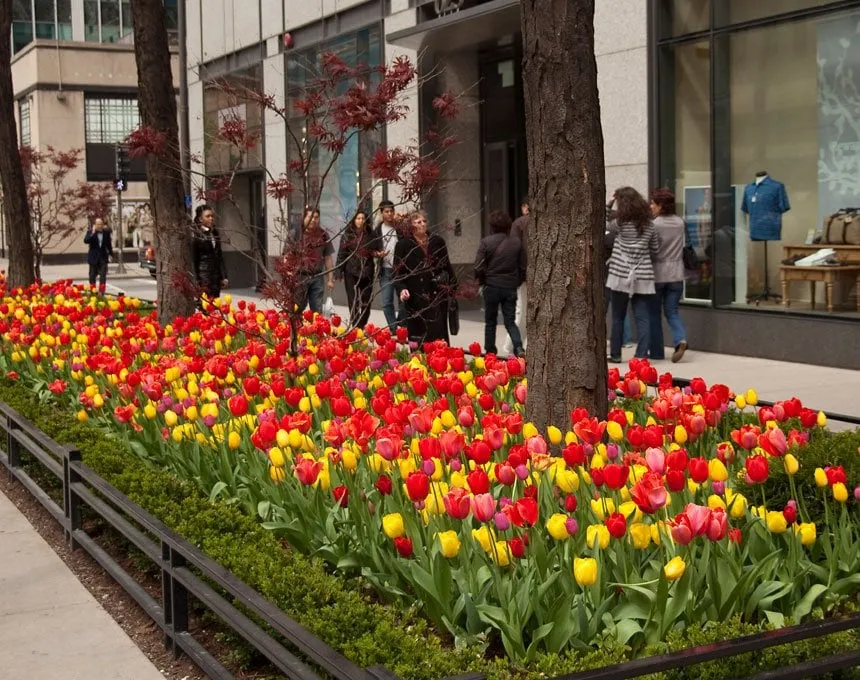 Top-rated lawn mowing service in Burr Ridge, IL by McFarlane Douglass and Companies