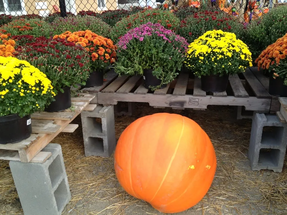 Local landscape design in Alexandria, VA - McGee Landscaping & Hardscaping