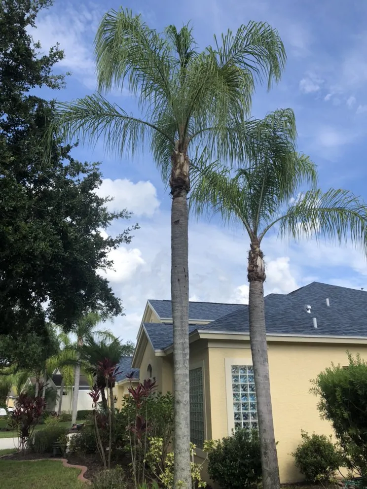 Top-rated lawn care service for beautiful yards in Palmetto, FL by Mcgee Pro Clean and Lawn Services